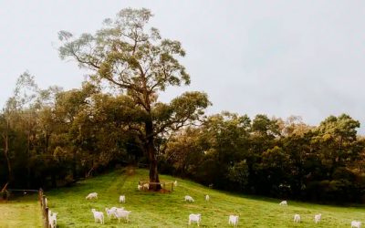 A Day in the life of a Main Ridge Dairy Goat