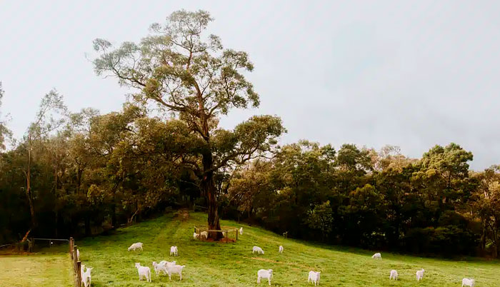 A Day in the life of a Main Ridge Dairy Goat