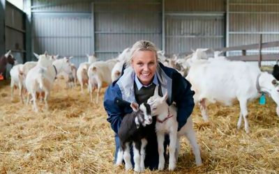 Main Ridge Dairy in Stock & Land